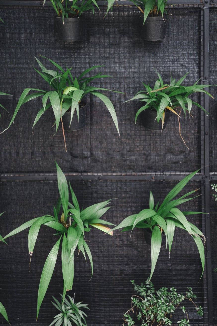 vertical plant