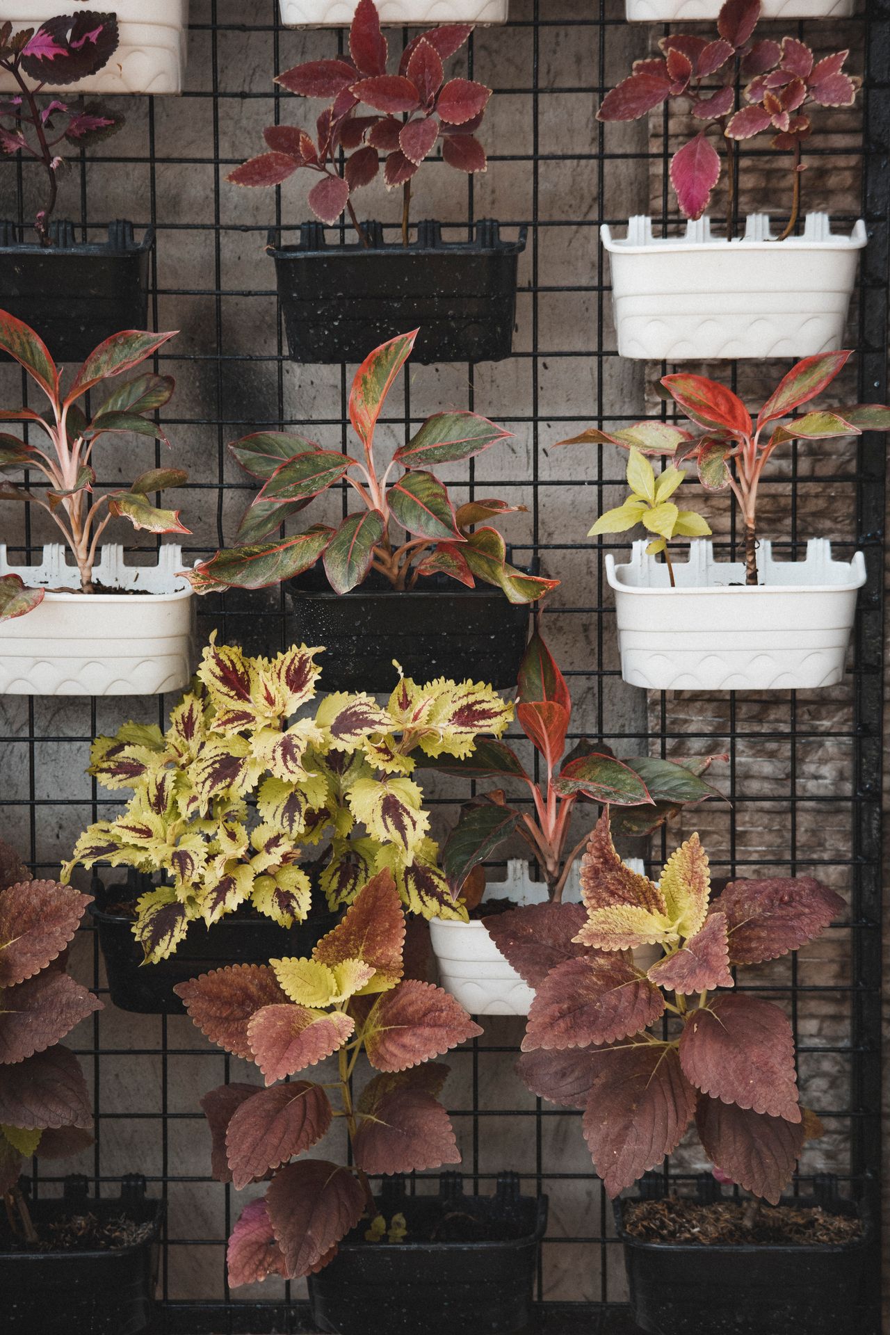 Plants