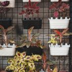 Plants