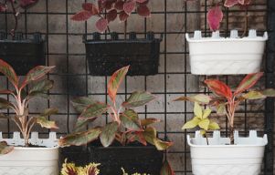 Plants
