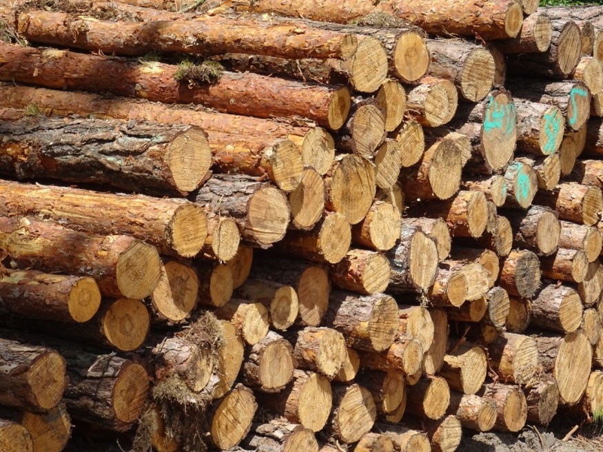Timber