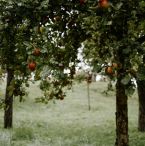 fruit tree
