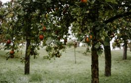 fruit tree