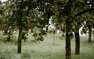 fruit tree