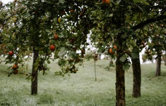 fruit tree