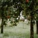 fruit tree