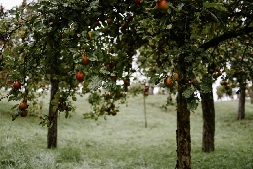 fruit tree