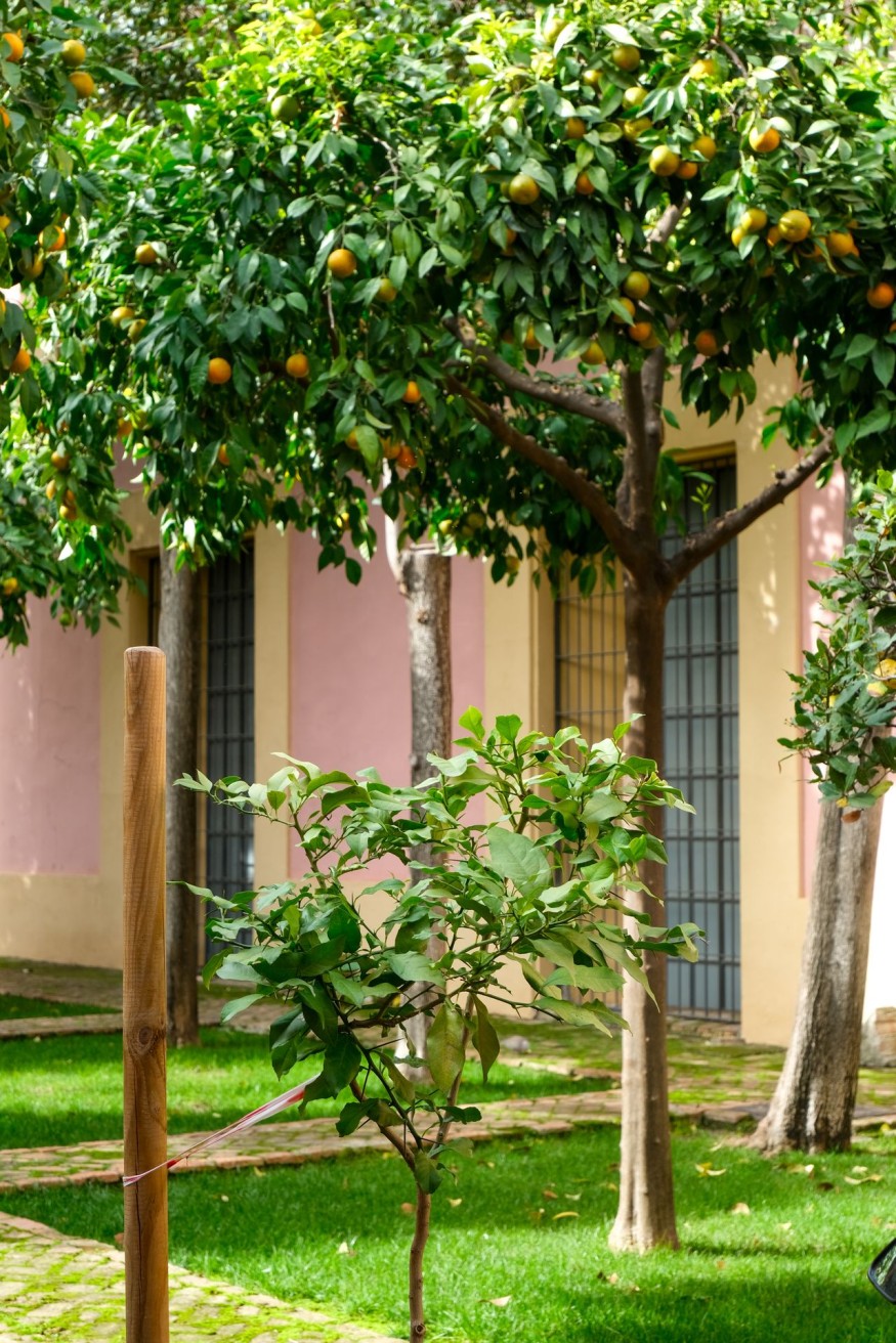 fruit tree