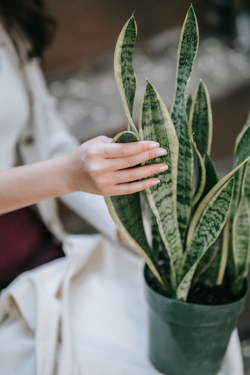 Snake plant