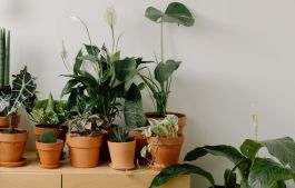 Indoor plants