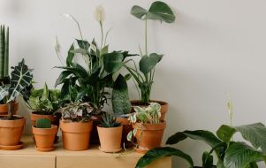 Indoor plants