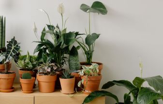 Indoor plants