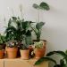 Indoor plants