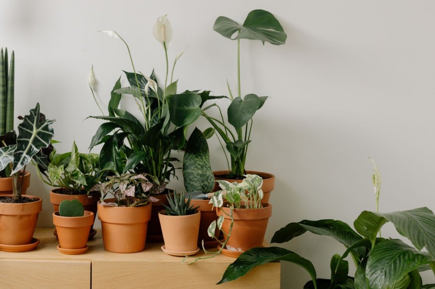 Indoor plants
