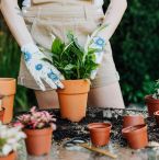 Potted plants