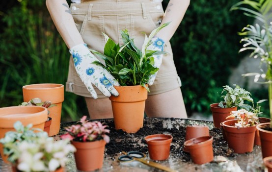 Potted plants