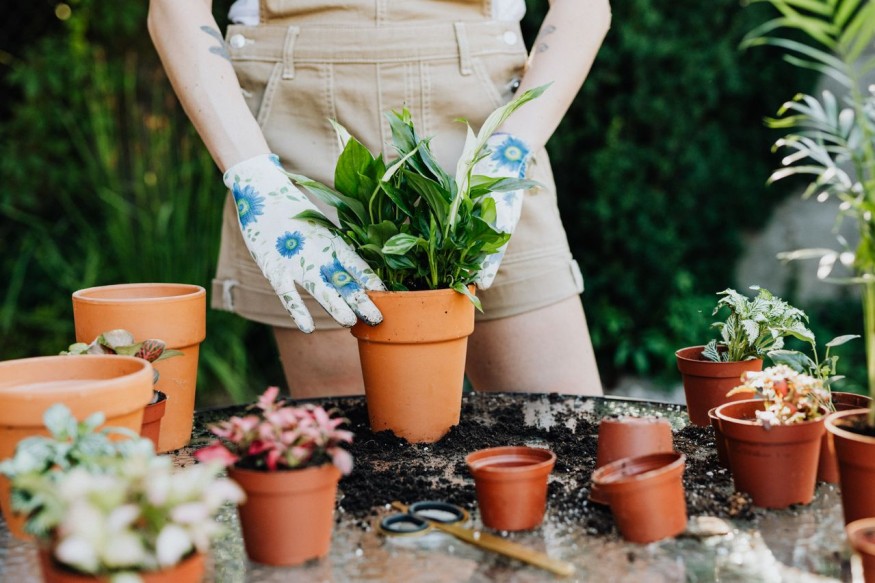 Potted plants