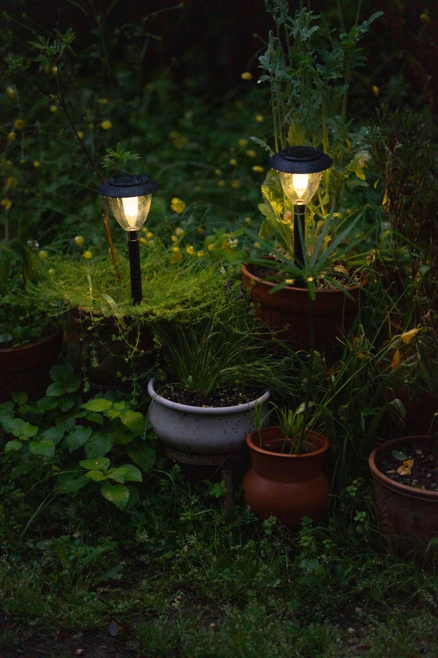 Night garden