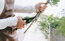 Person cutting plants
