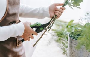 Person cutting plants