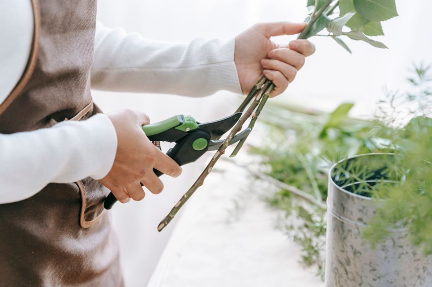 Person cutting plants