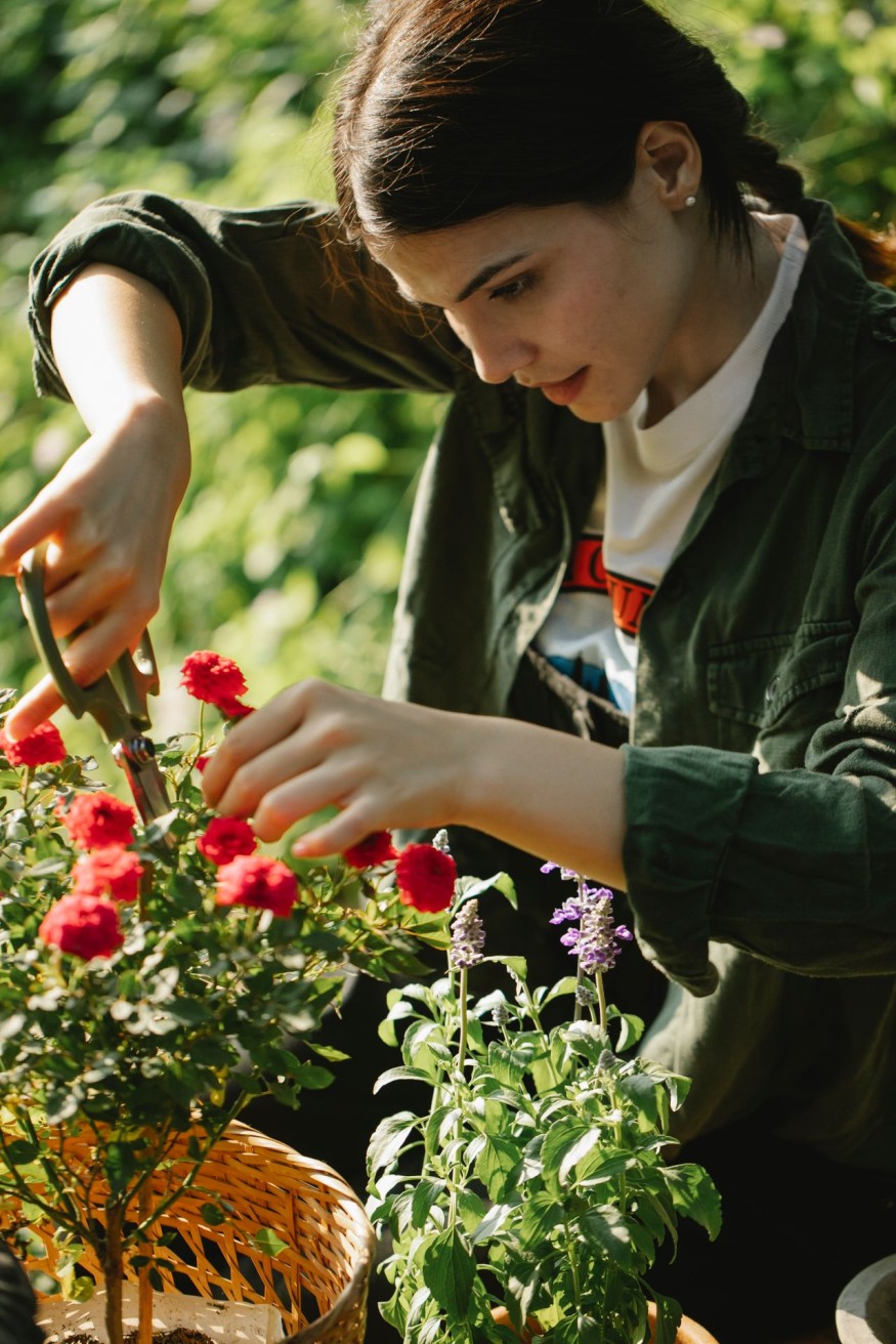 Woman cutting flower stems
