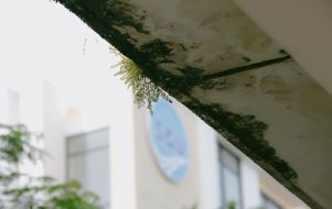Mold at home