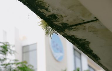 Mold at home