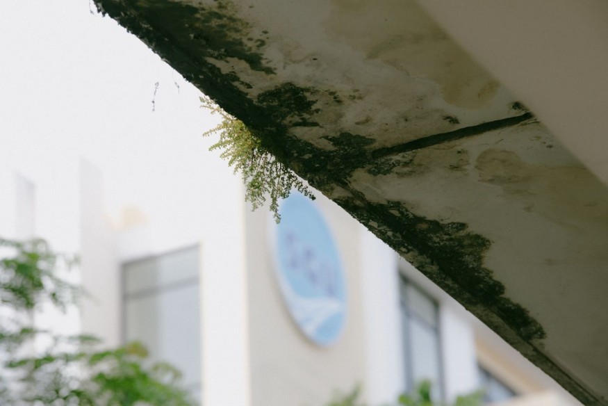 Mold at home