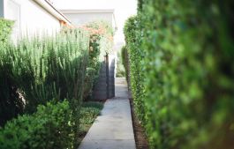 Garden with hedge