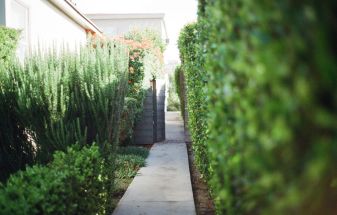Garden with hedge