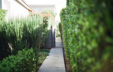 Garden with hedge