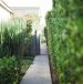 Garden with hedge