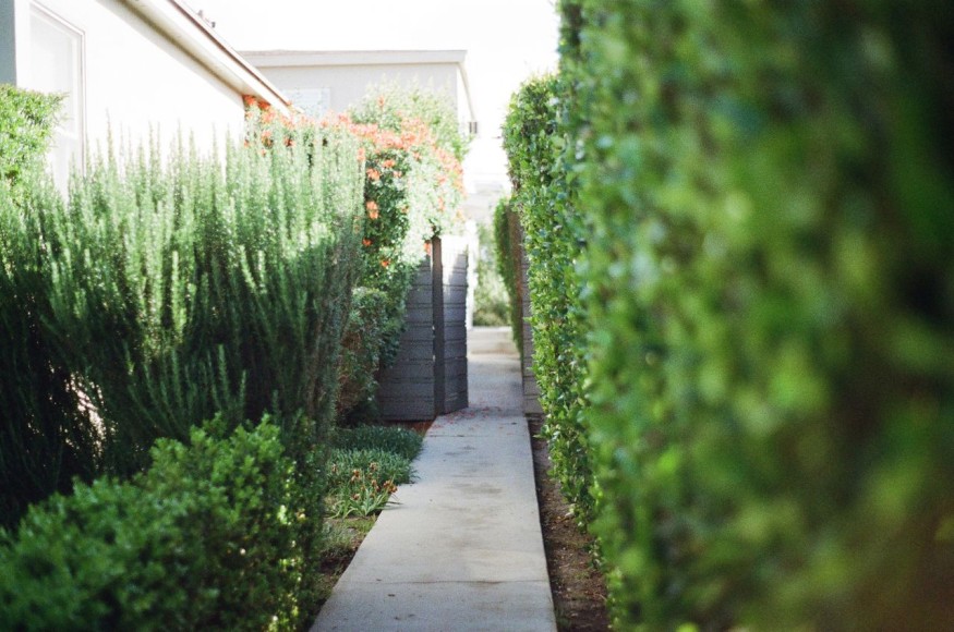 Garden with hedge