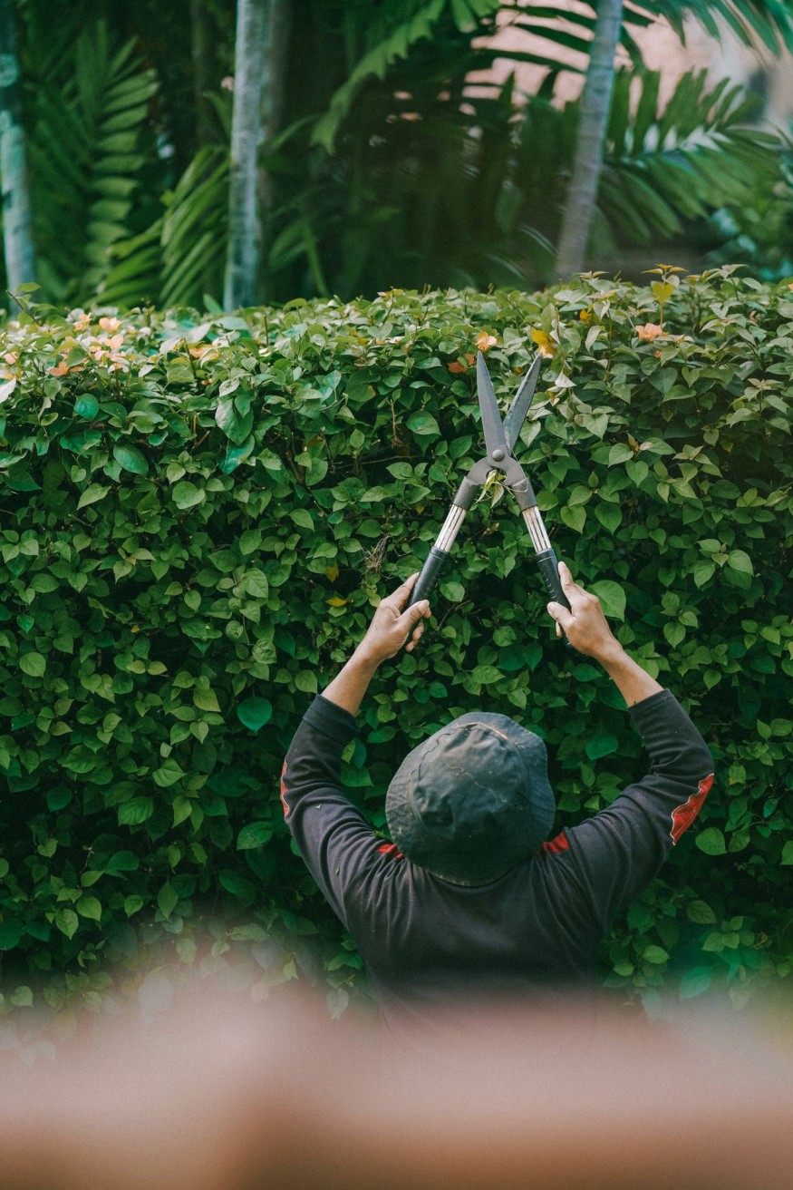 Garden hedge