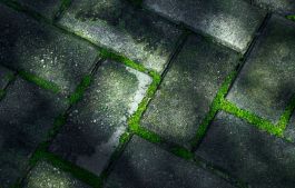 Moss patio