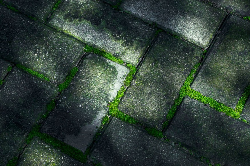 Moss patio