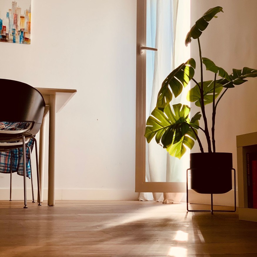 Indoor plants