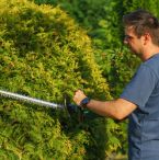 Garden shrubs
