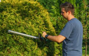Garden shrubs