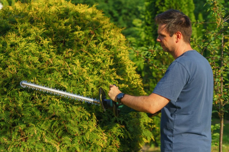 Garden shrubs