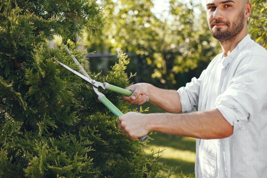 Garden trimming