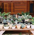 Succulent