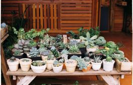 Succulent