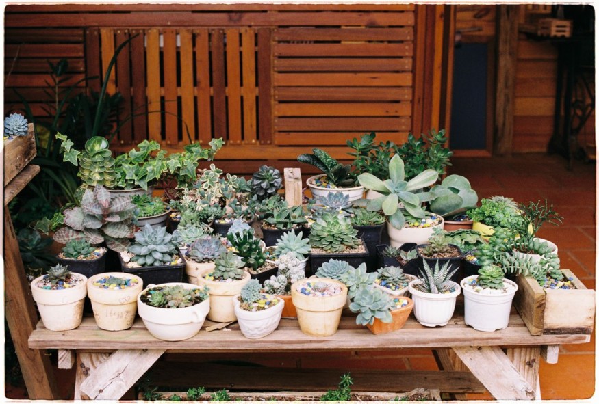 Succulent