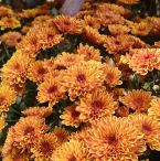 Chrysanthemum