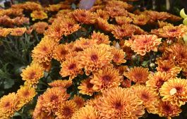 Chrysanthemum
