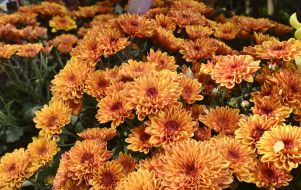Chrysanthemum