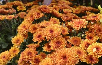 Chrysanthemum