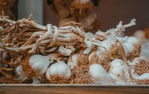 Garlic in a root cellar